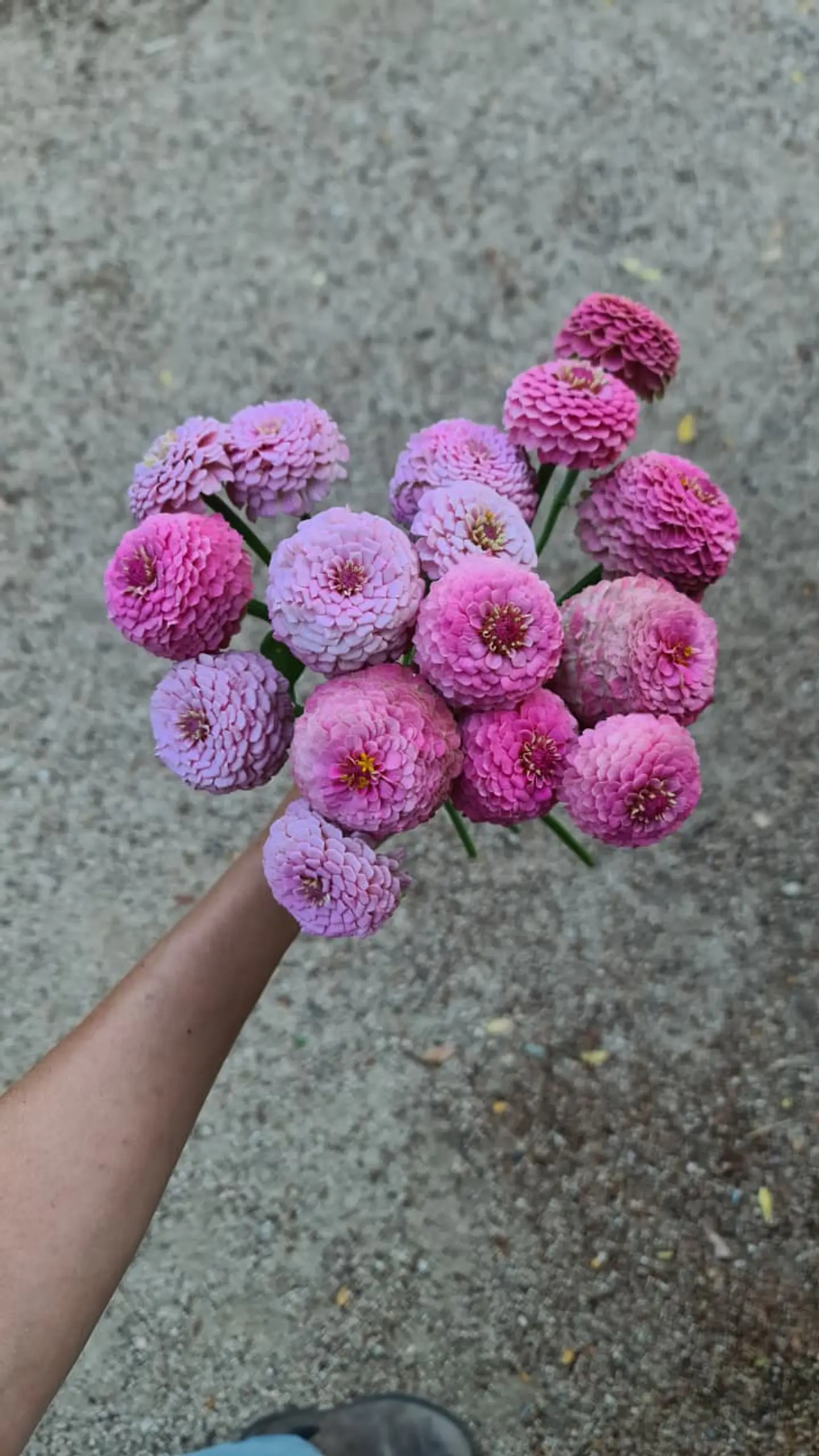 Zinnia oklahoma rosa 1