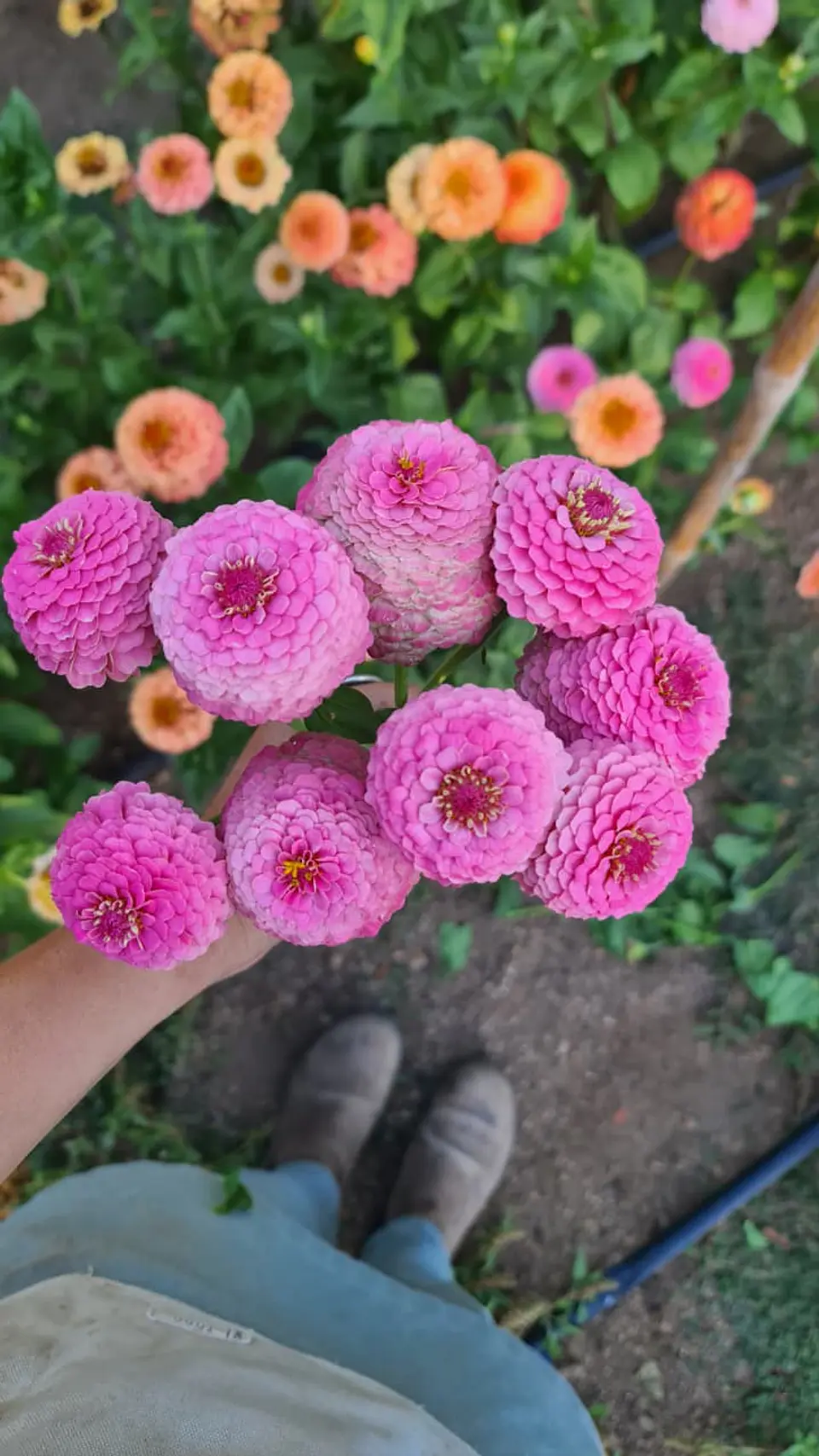 Zinnia oklahoma rosa 2