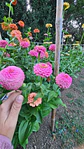 Zinnia oklahoma rosa - Miniatura 3