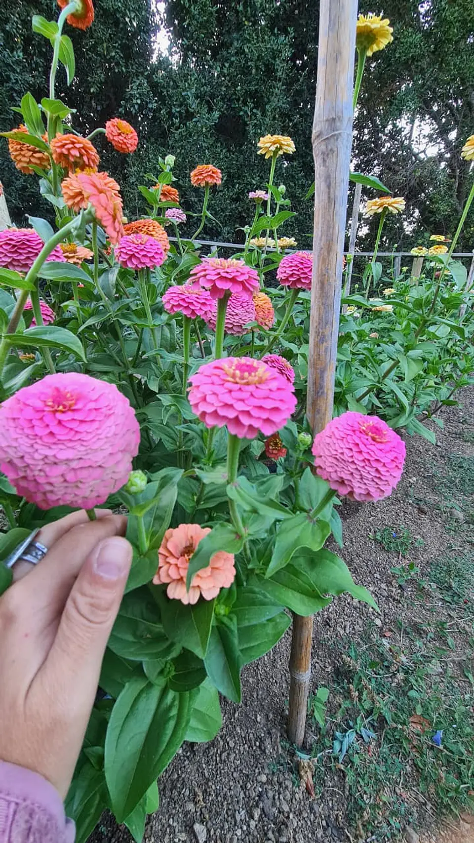 Zinnia oklahoma rosa 3