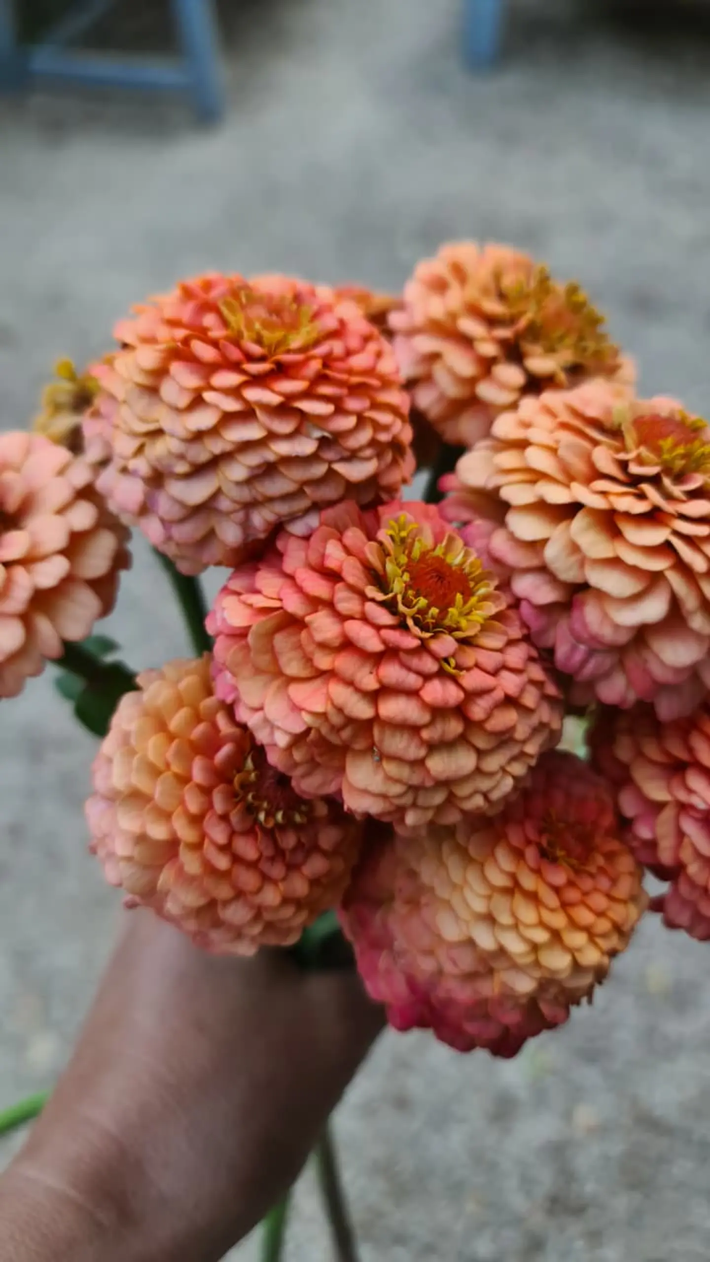 Zinnia oklahoma salmón 2