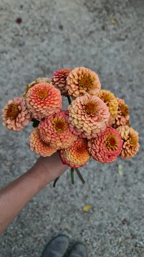 Zinnia oklahoma salmón
