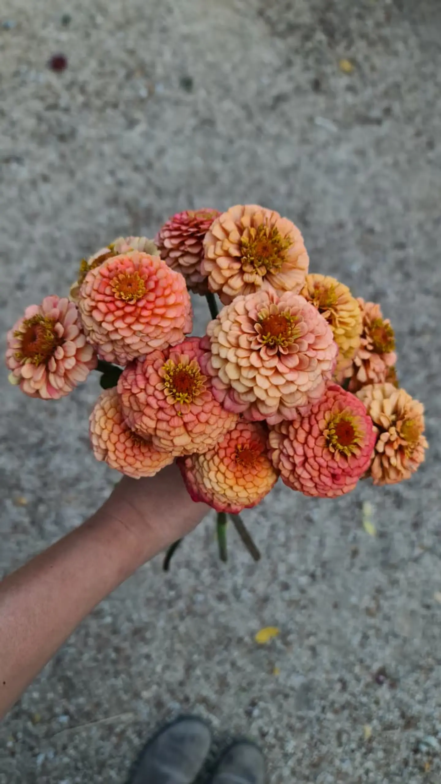 Zinnia oklahoma salmón 1