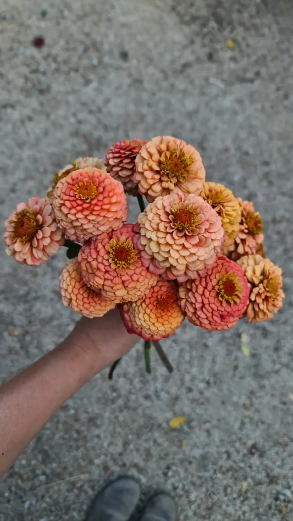 Zinnia oklahoma salmón 1