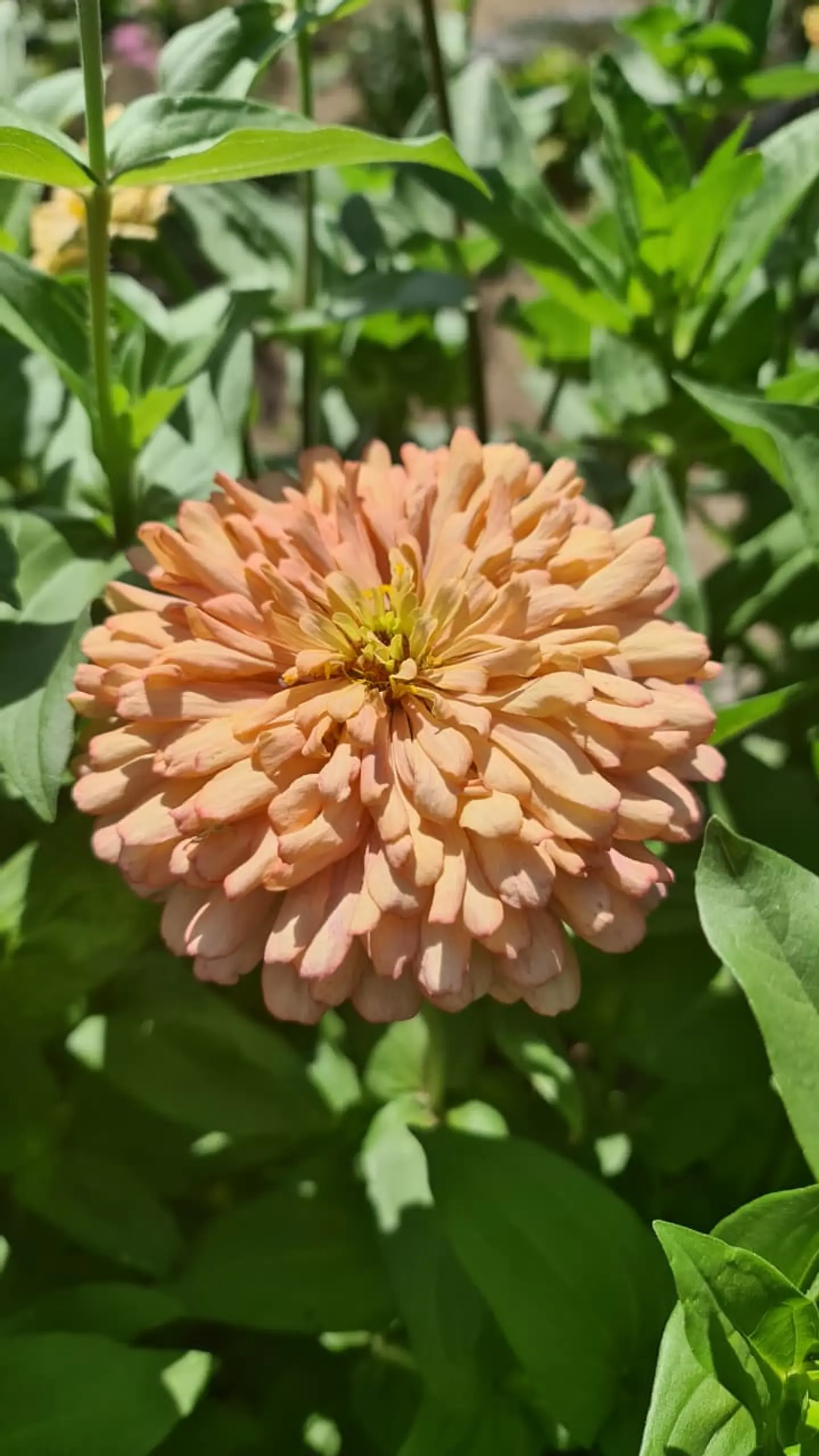 Zinnia Ballerina 1