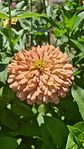 Zinnia Ballerina - Miniatura 1