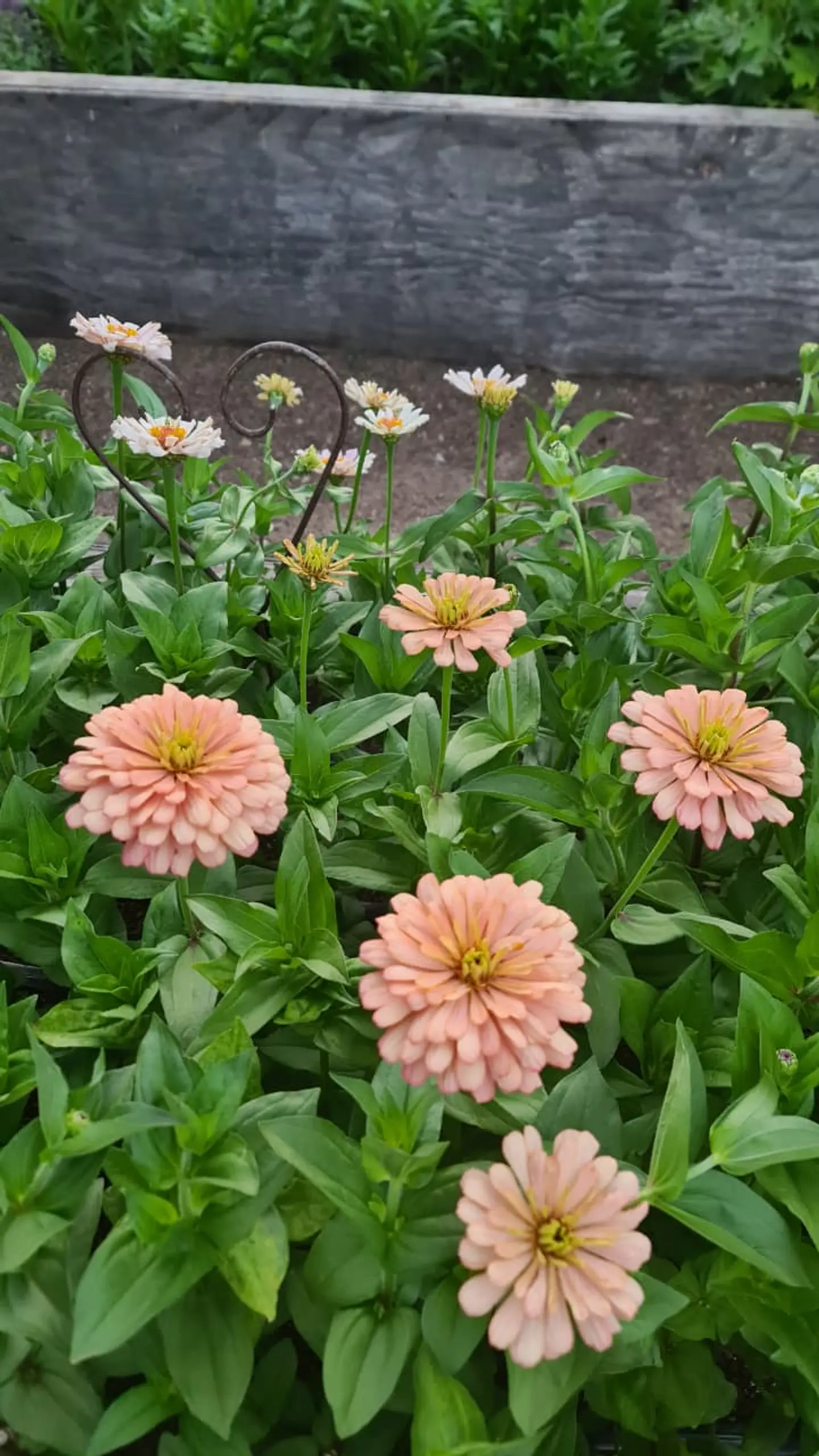 Zinnia Ballerina 2