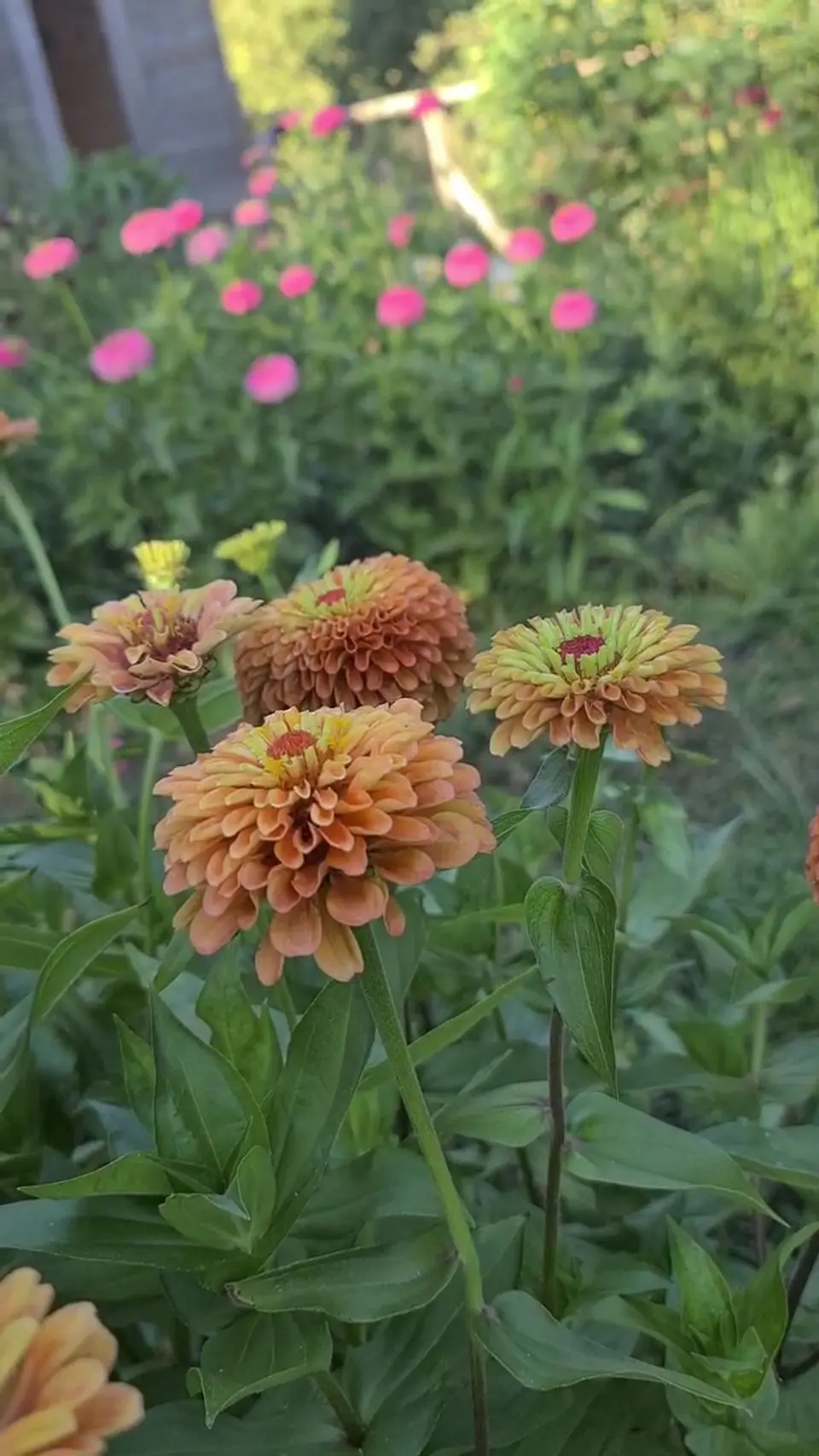 Zinnia Queeny  naranja 1