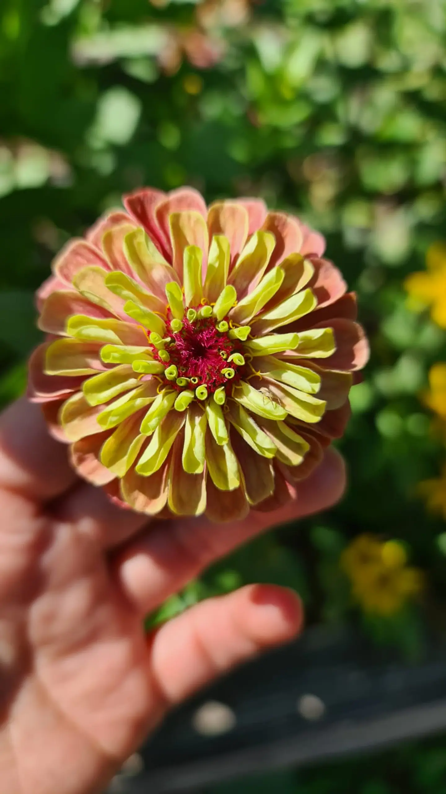 Zinnia Queeny  naranja 2