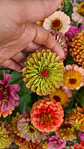 Zinnia Queeny  naranja - Miniatura 3