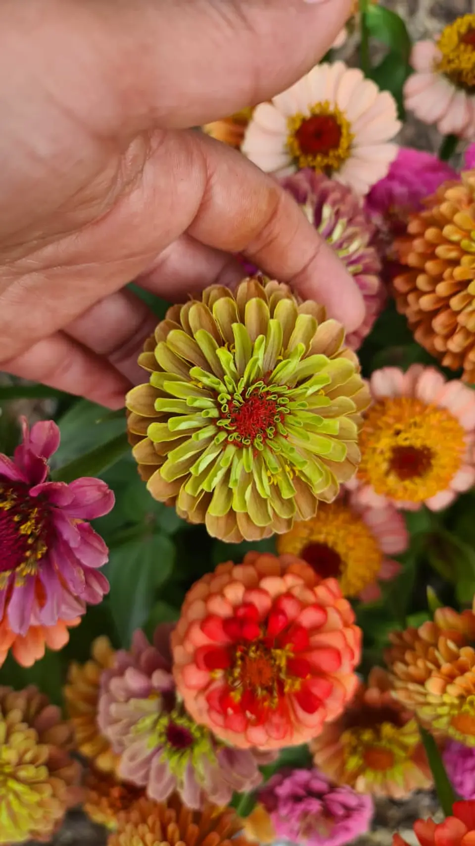 Zinnia Queeny  naranja 3