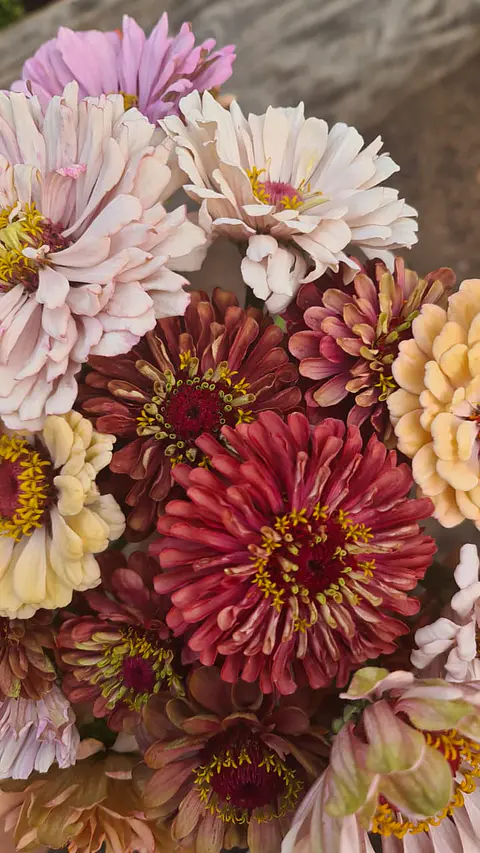 Zinnia Queeny roja 