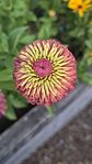 Zinnia Queeny roja  - Miniatura 2
