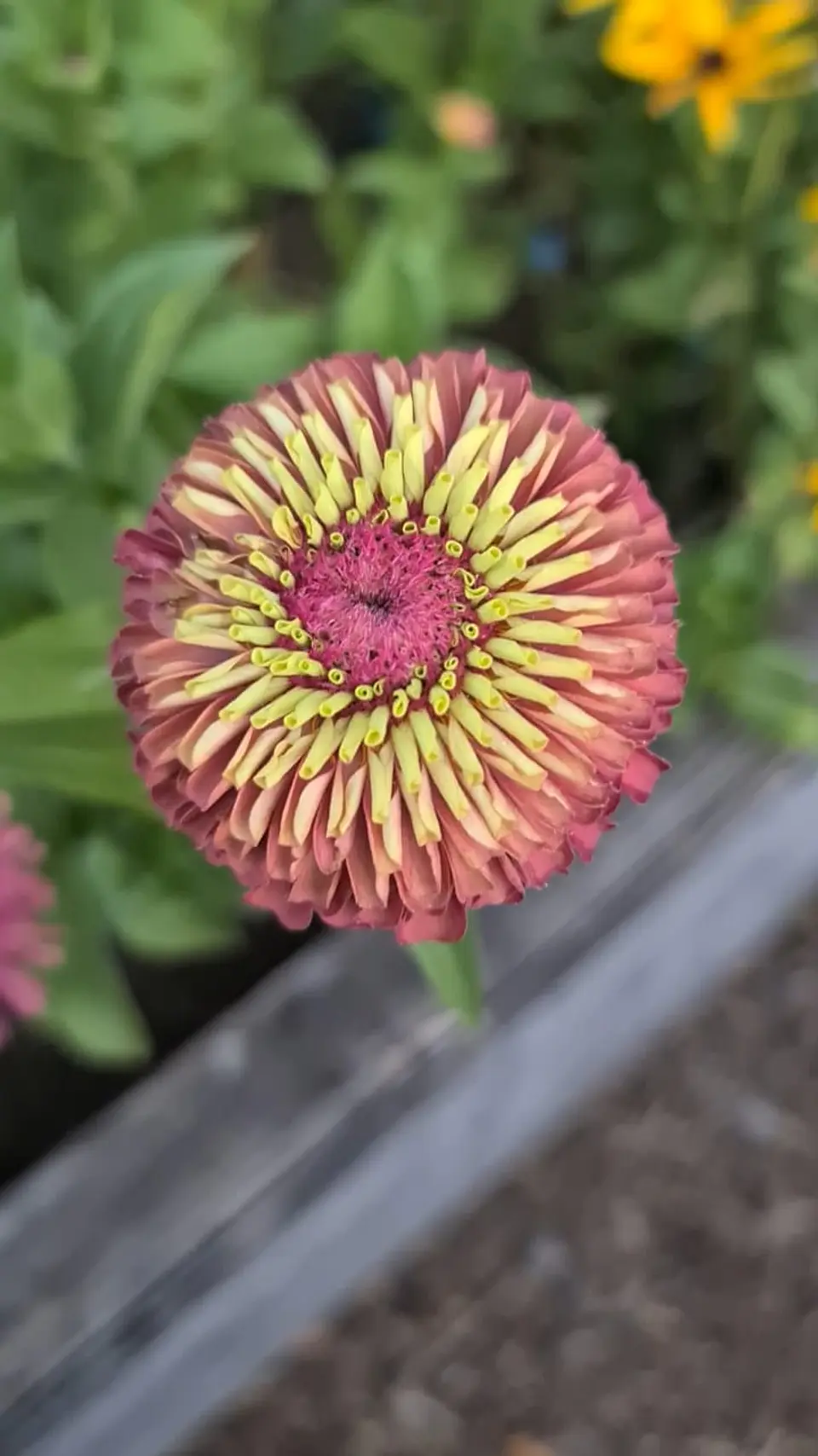 Zinnia Queeny roja  2