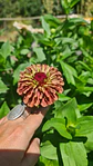 Zinnia Queeny roja  - Miniatura 3
