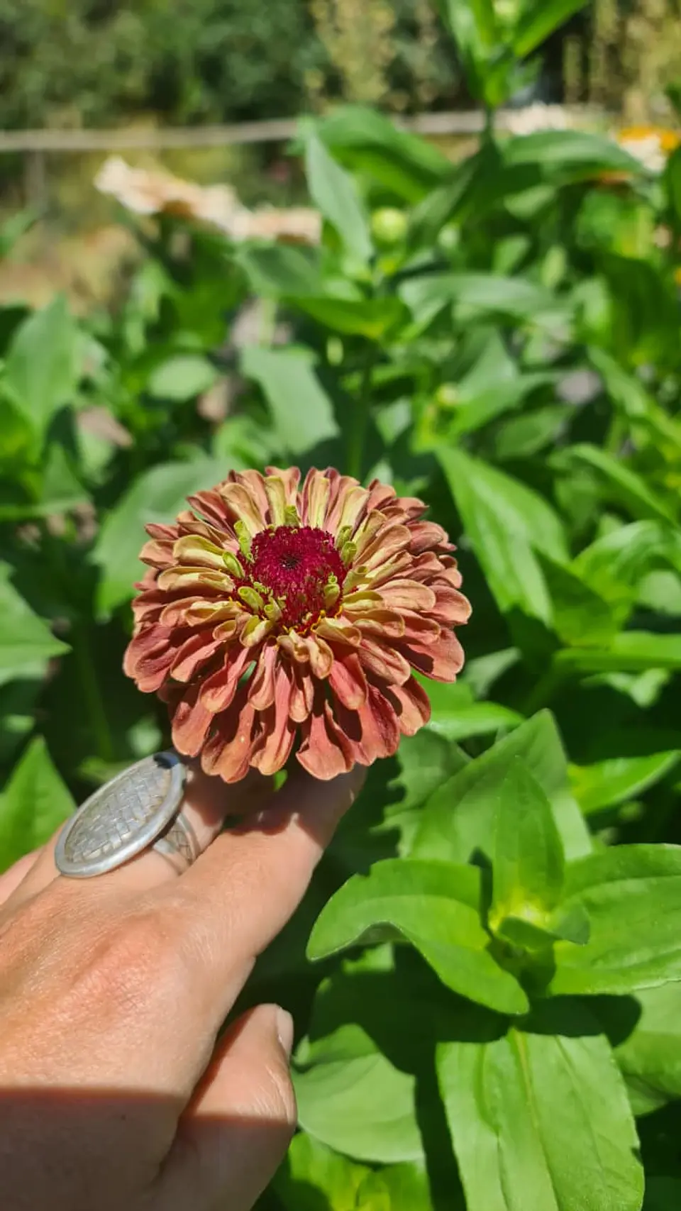 Zinnia Queeny roja  3