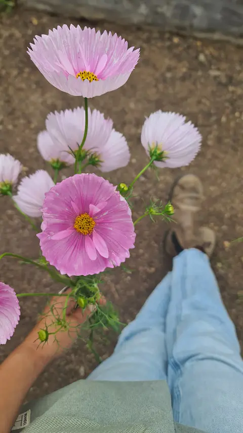 Cosmos Cupcakes