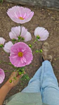 Cosmos Cupcakes - Miniatura 1