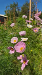 Cosmos Cupcakes - Miniatura 2