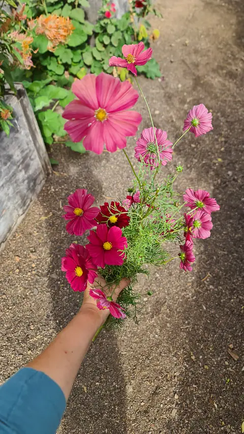Cosmos Rubenza