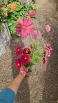 Cosmos Rubenza - Miniatura 1
