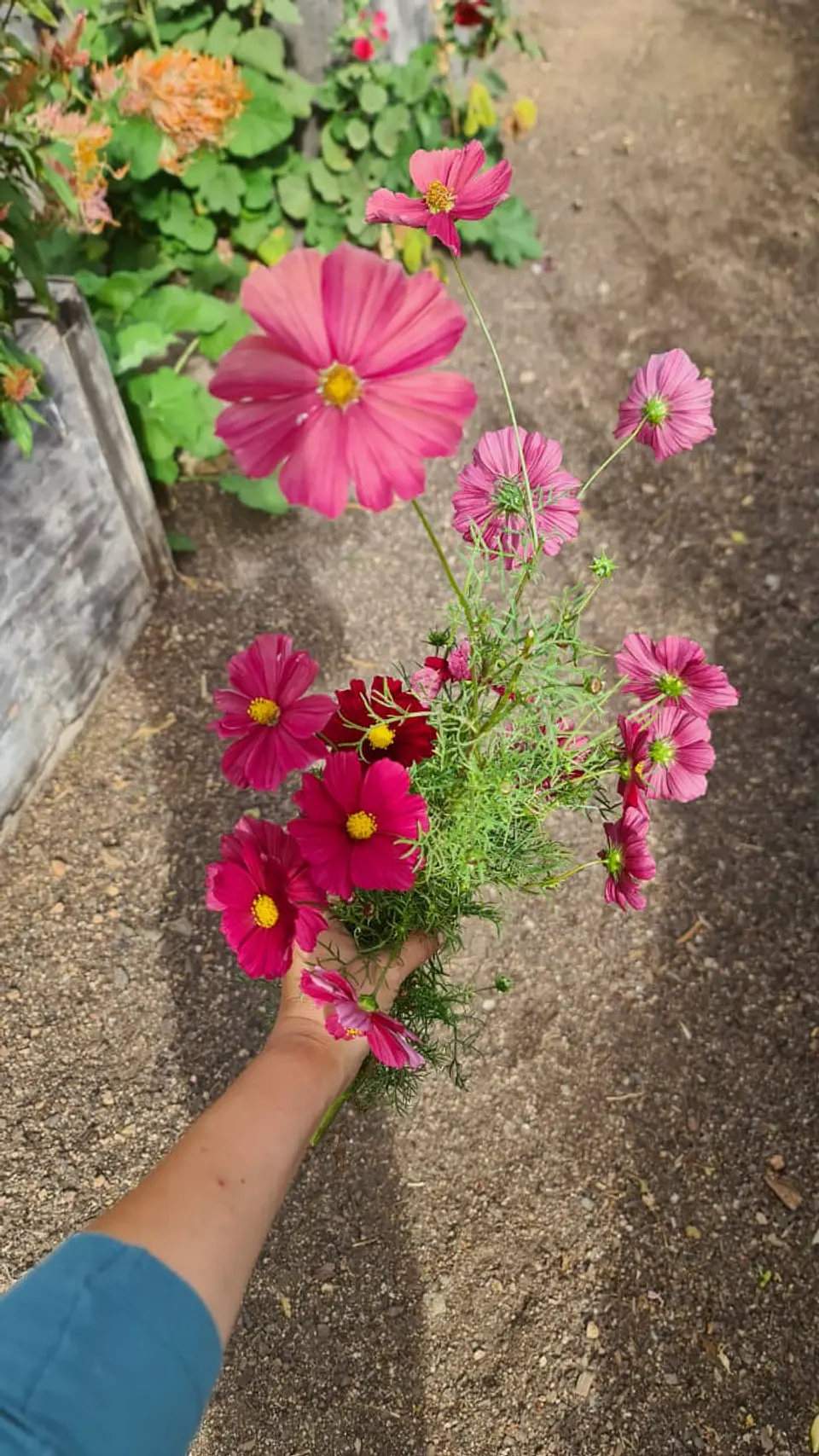 Cosmos Rubenza 1