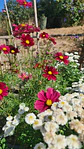 Cosmos Rubenza - Miniatura 2