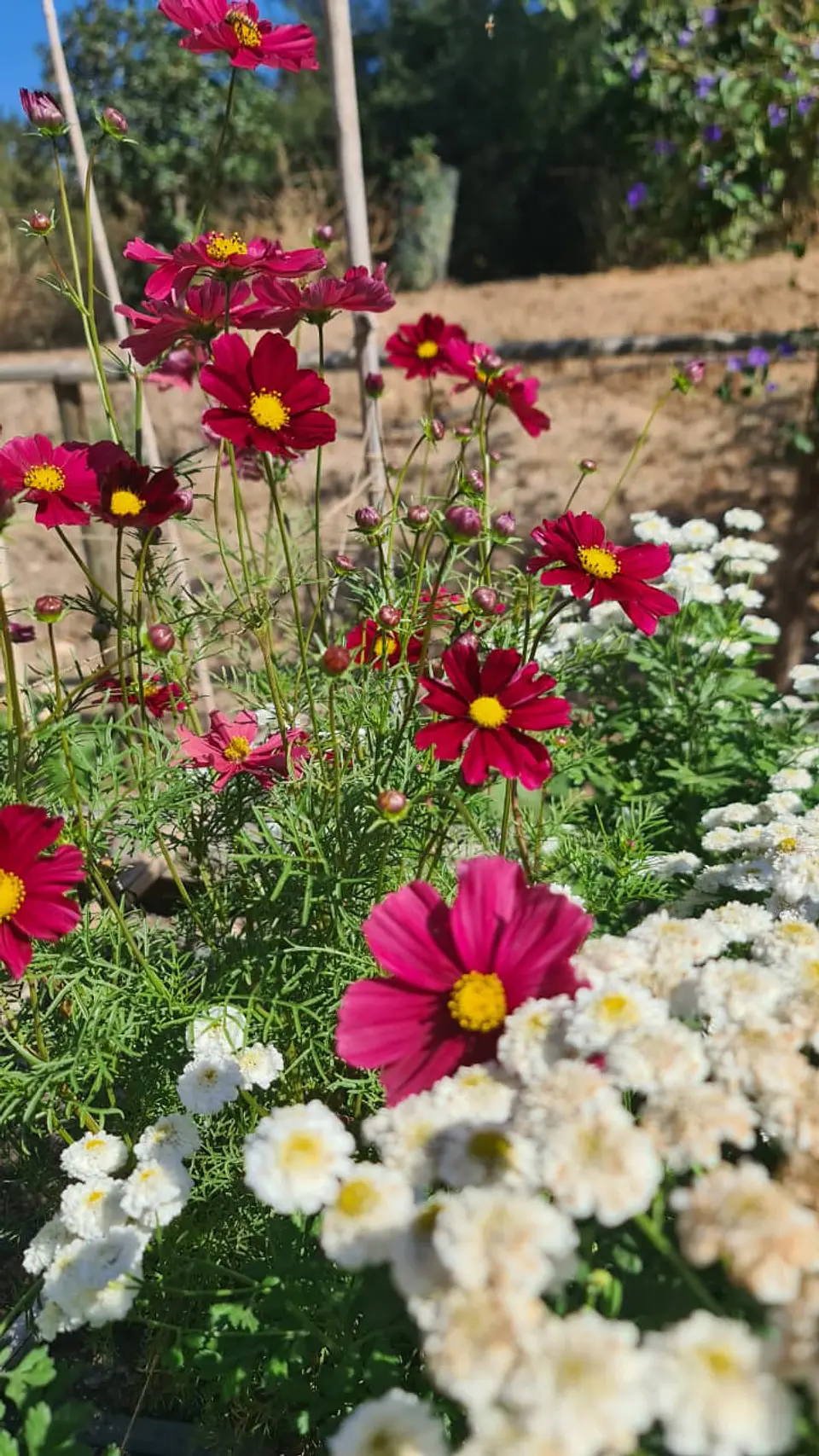 Cosmos Rubenza 2