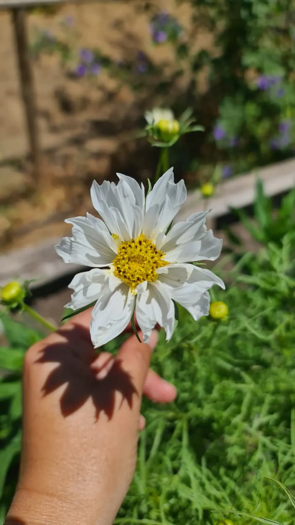 Cosmos Psyche White 1