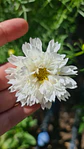 Cosmos Psyche White - Miniatura 2