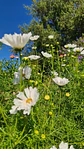 Cosmos Psyche White - Miniatura 3