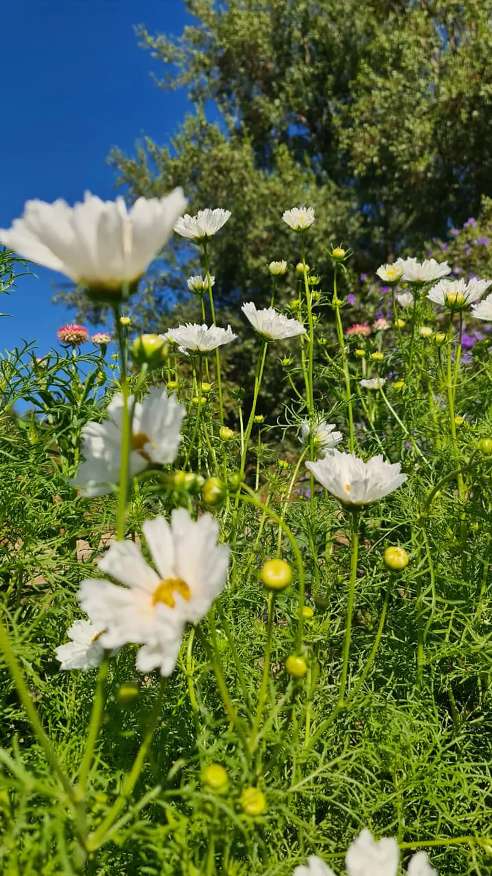 Cosmos Psyche White 3