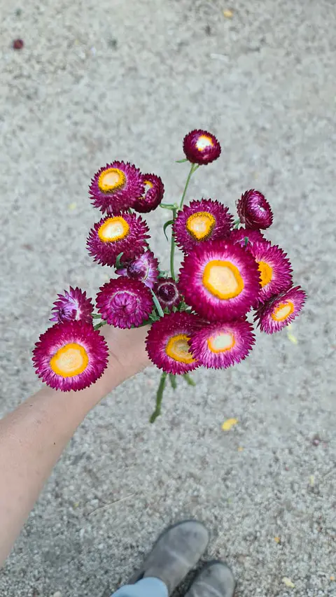 Siempreviva Cranberry