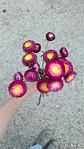 Siempreviva Cranberry - Miniatura 1
