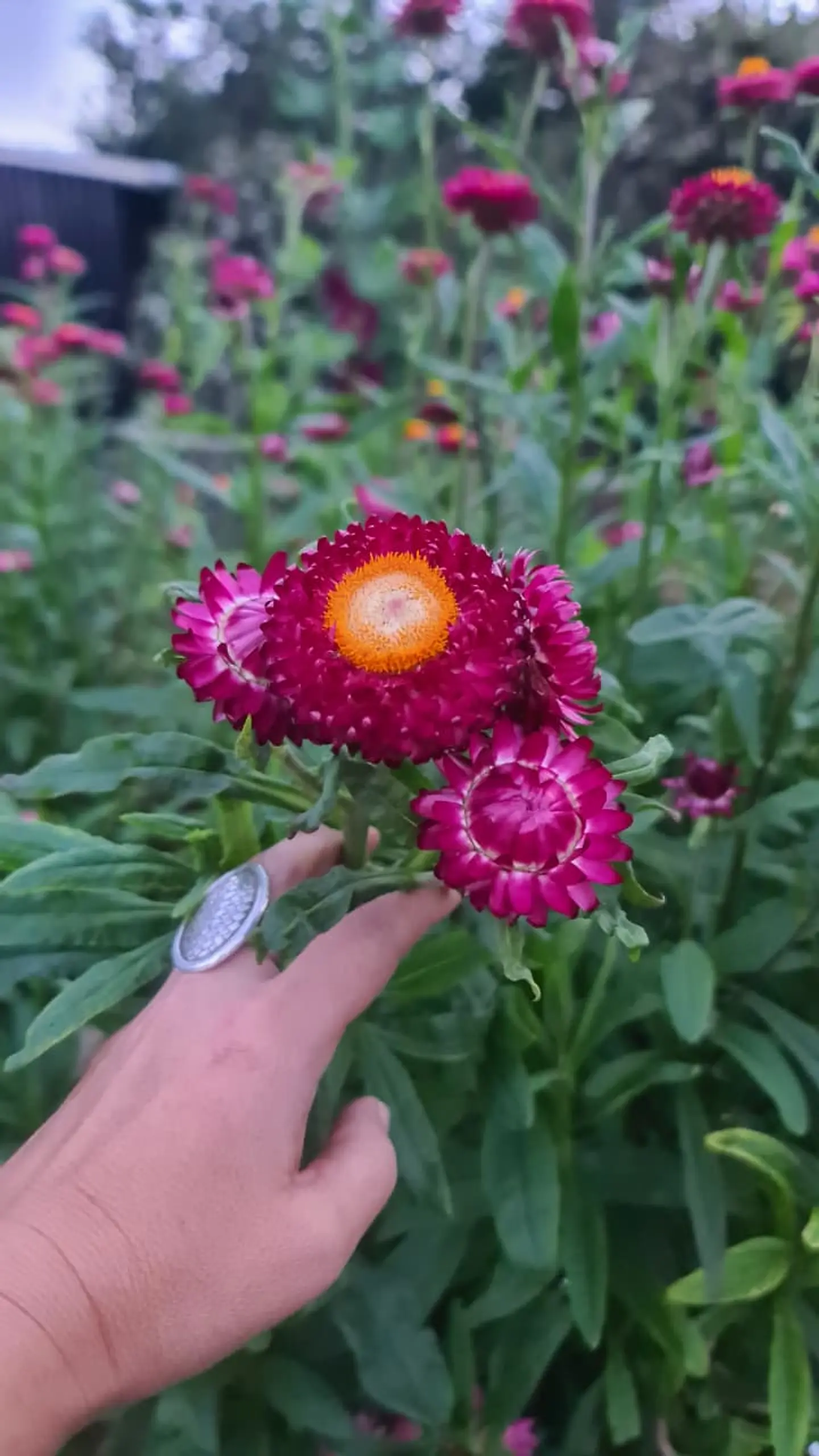 Siempreviva Cranberry 2