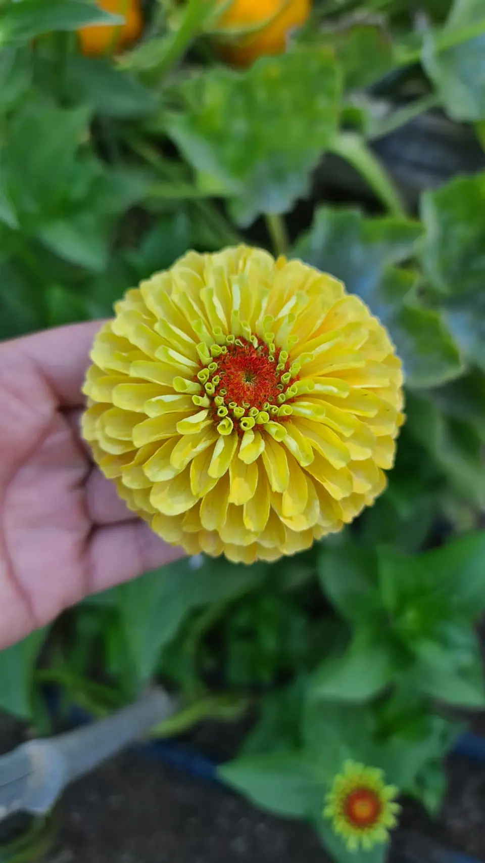 Zinnia Queeny Lemon Peach 1