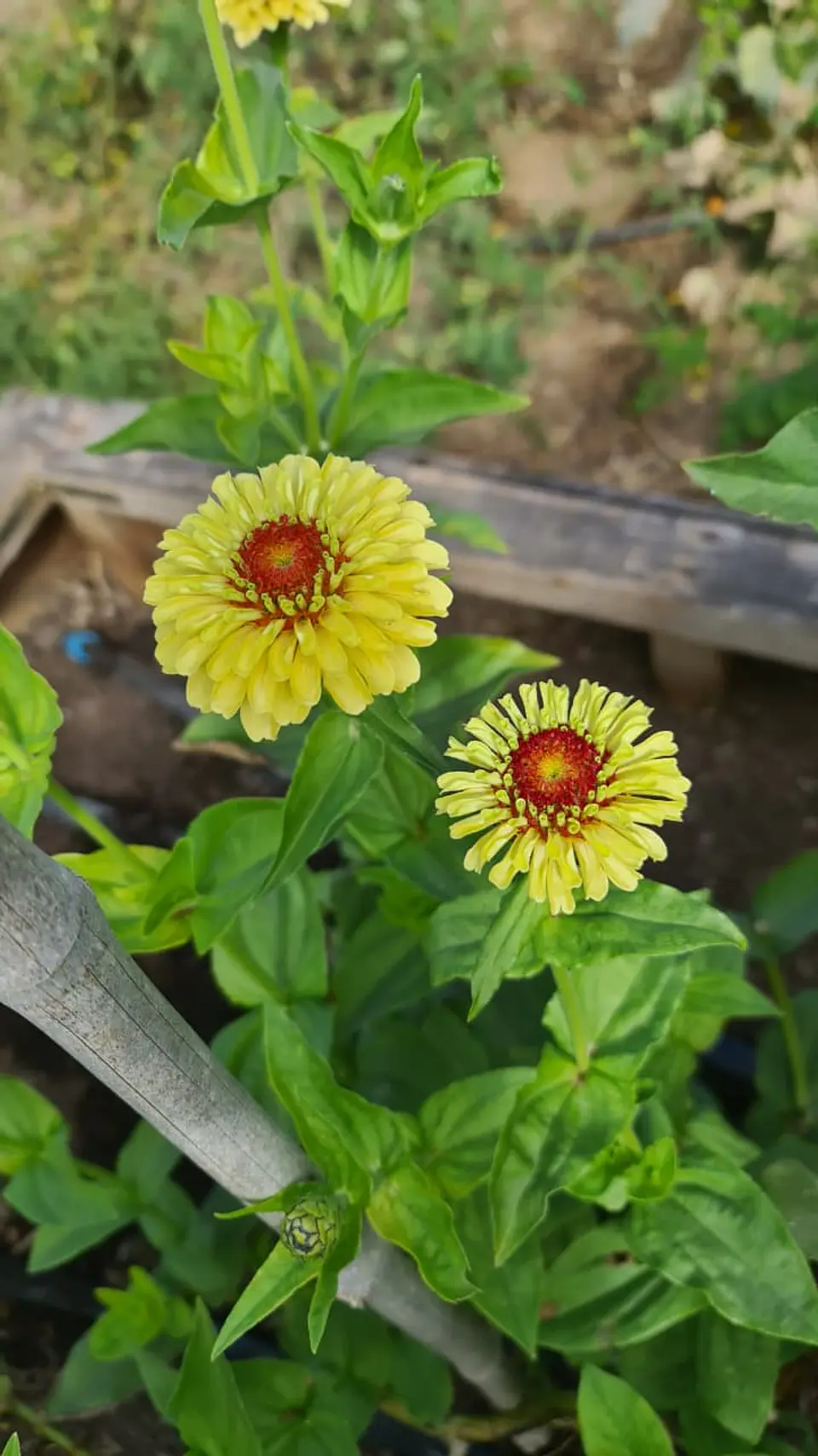 Zinnia Queeny Lemon Peach 2