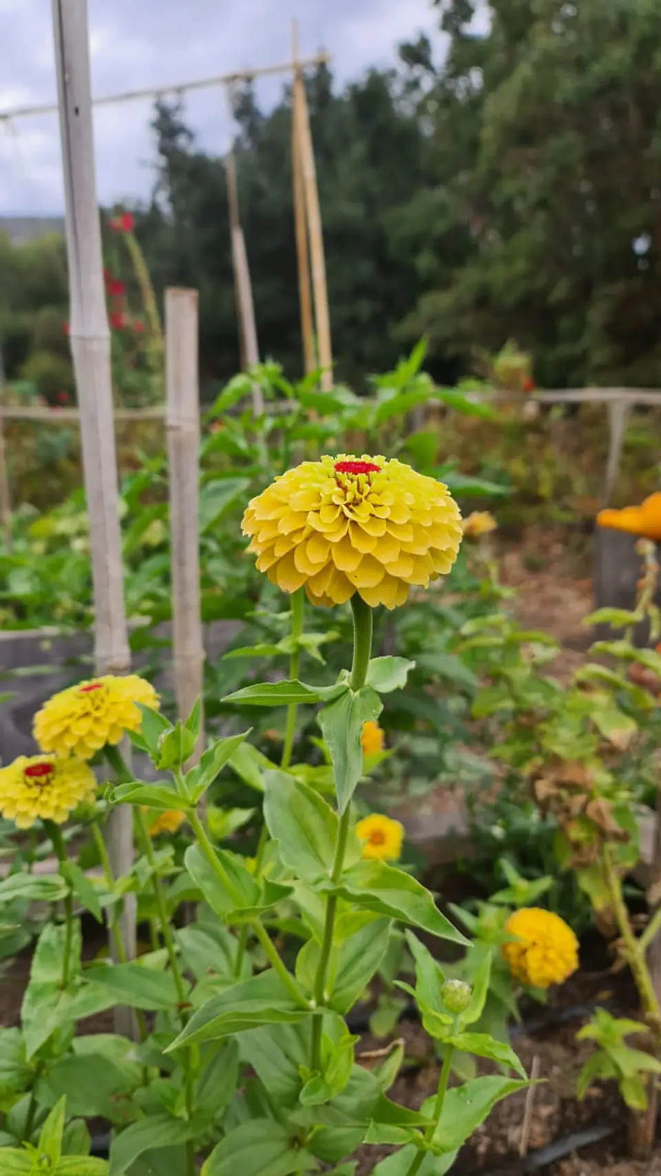 Zinnia Queeny Lemon Peach 3