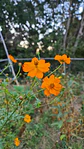 Cosmos sulphureus - Miniatura 2