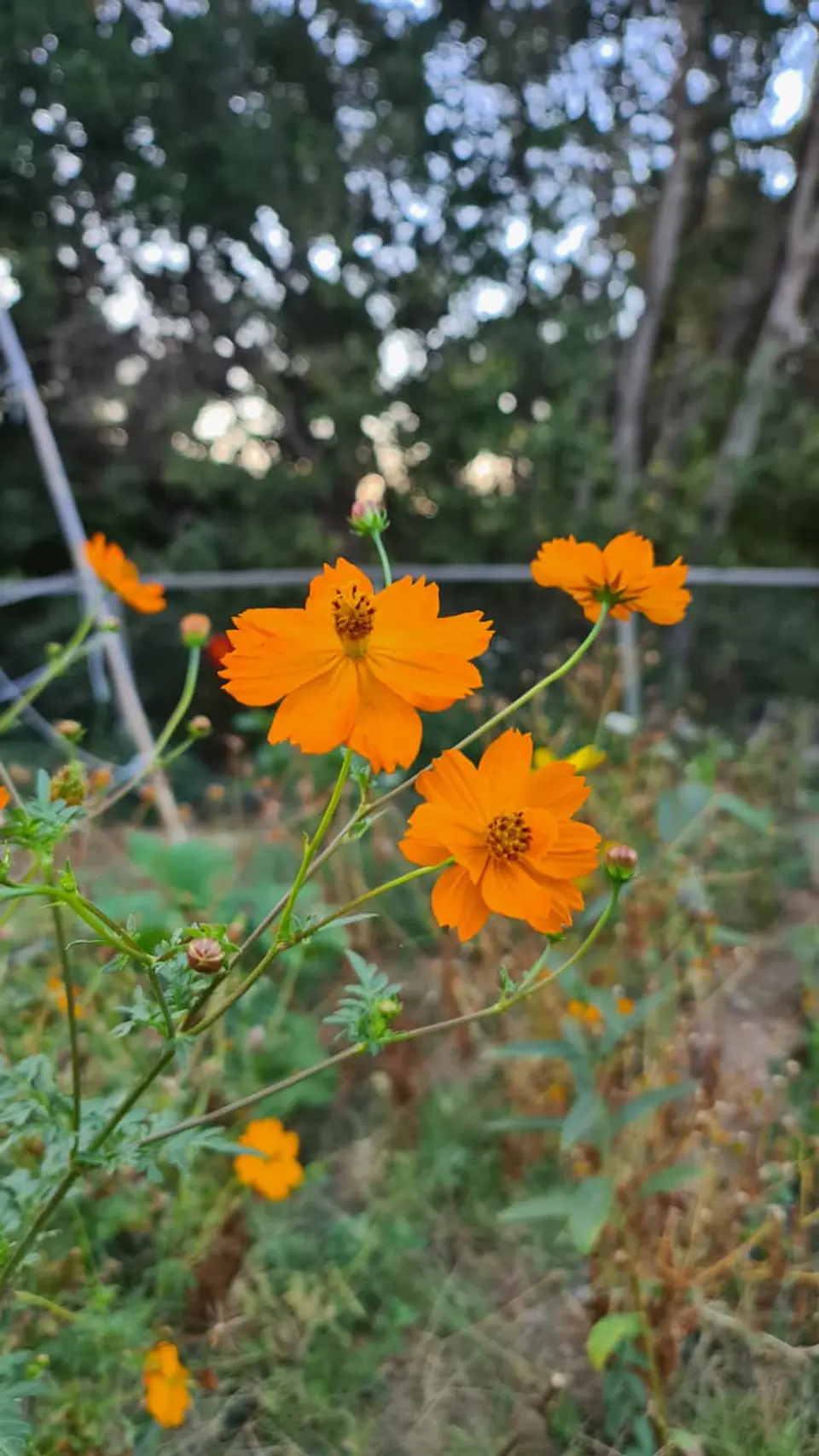 Cosmos sulphureus 2