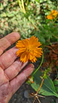 Cosmos sulphureus - Miniatura 1