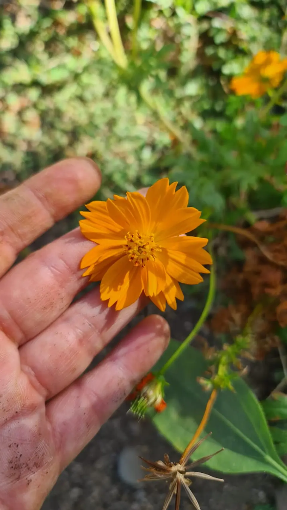 Cosmos sulphureus 1