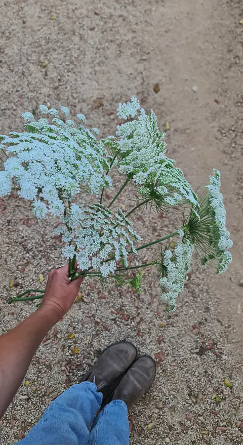 Ammi/ Encaje