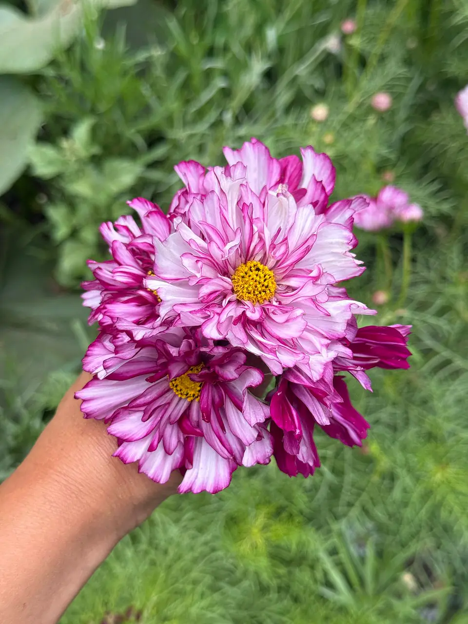 Cosmos double click bicolor violet 1