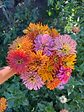 Zinnia agave - Miniatura 1