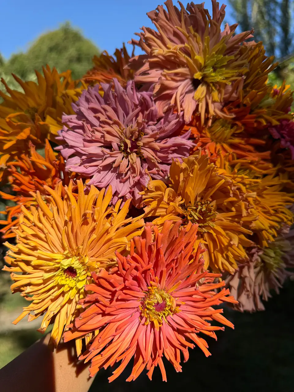 Zinnia agave 2
