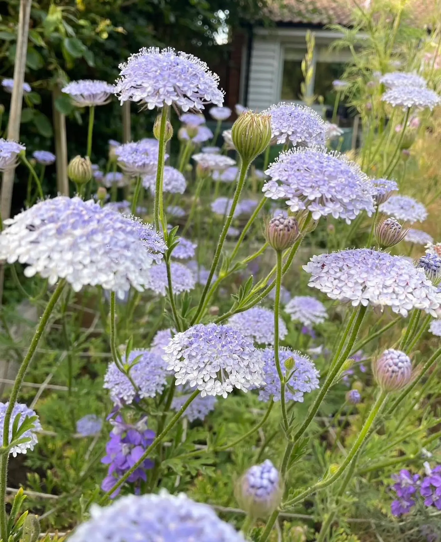 Didiscus Lace lavander blue  1