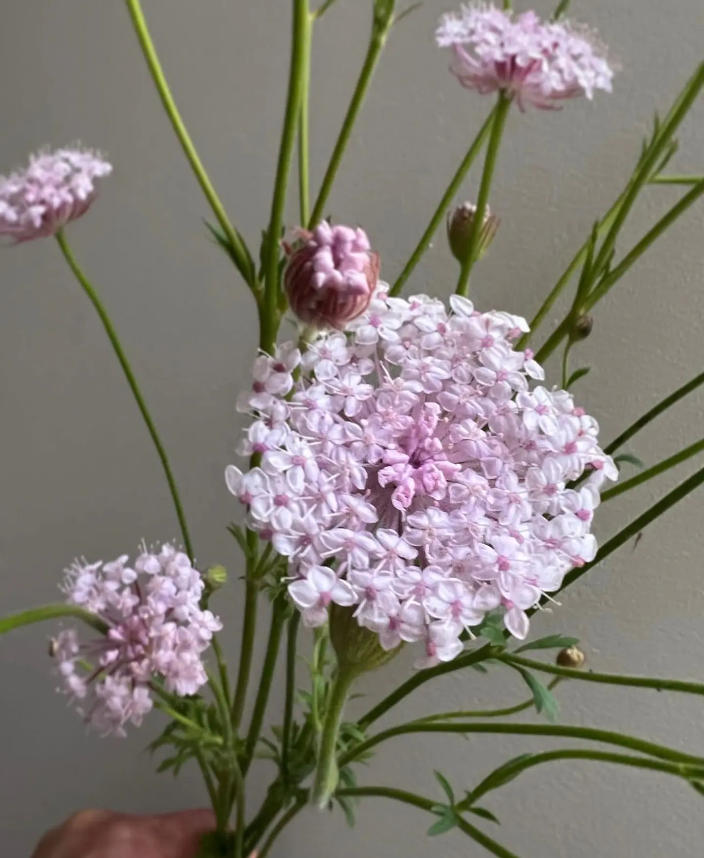 Didiscus Lace pink 1