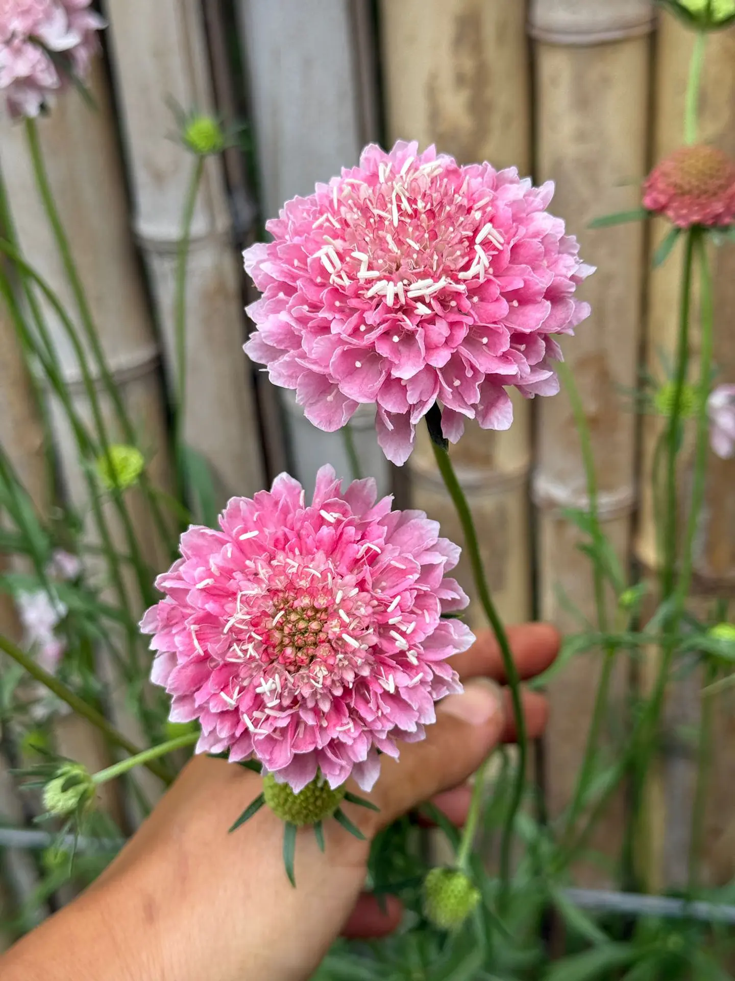 Escabiosa PInk sherbet 1