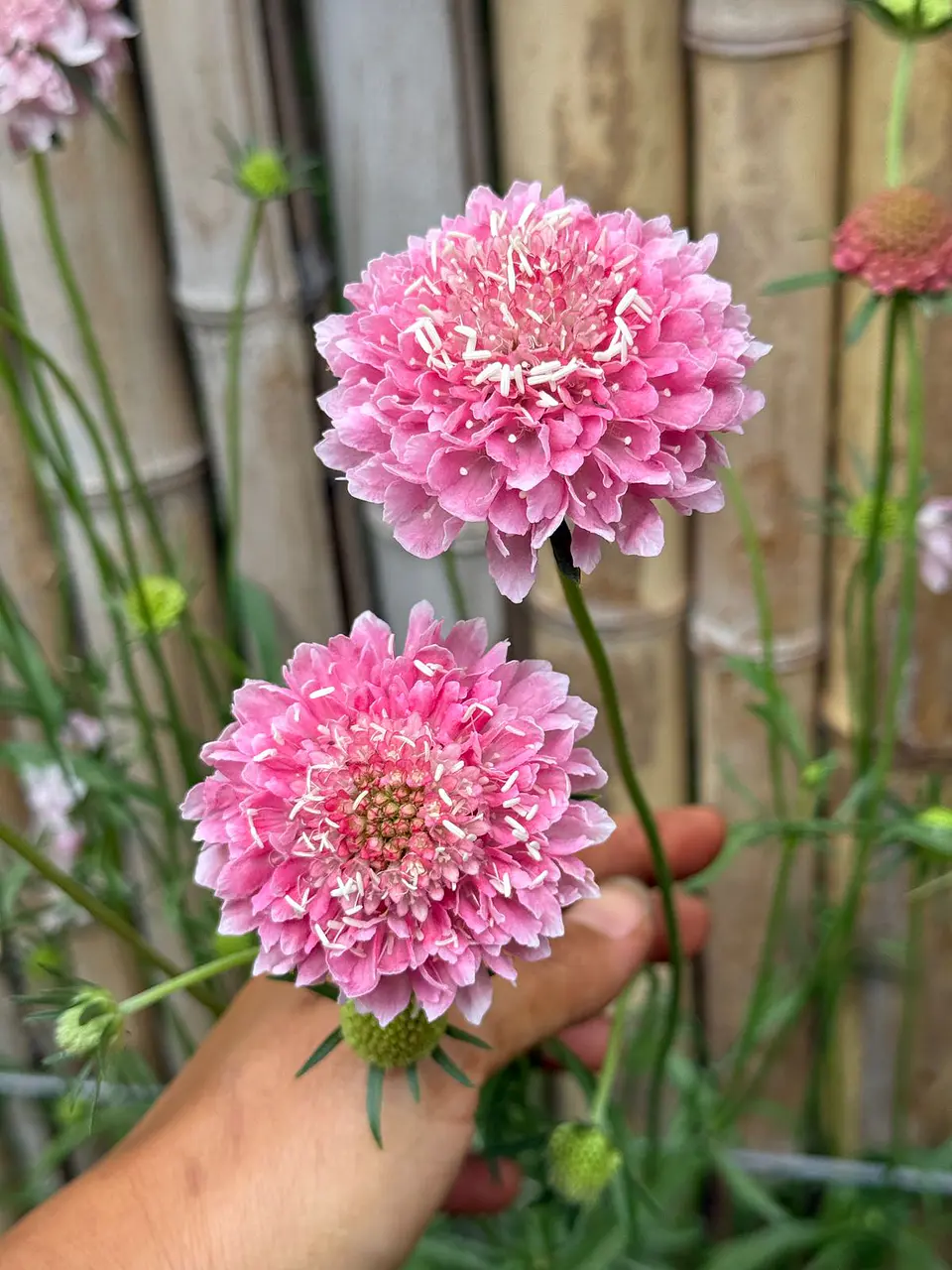 Escabiosa PInk sherbet 1